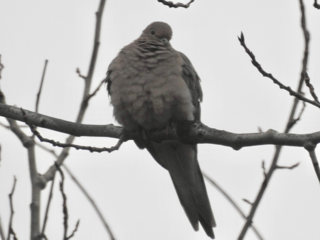Mourning dove perched birch tree