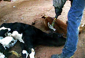 Dairy cruelty